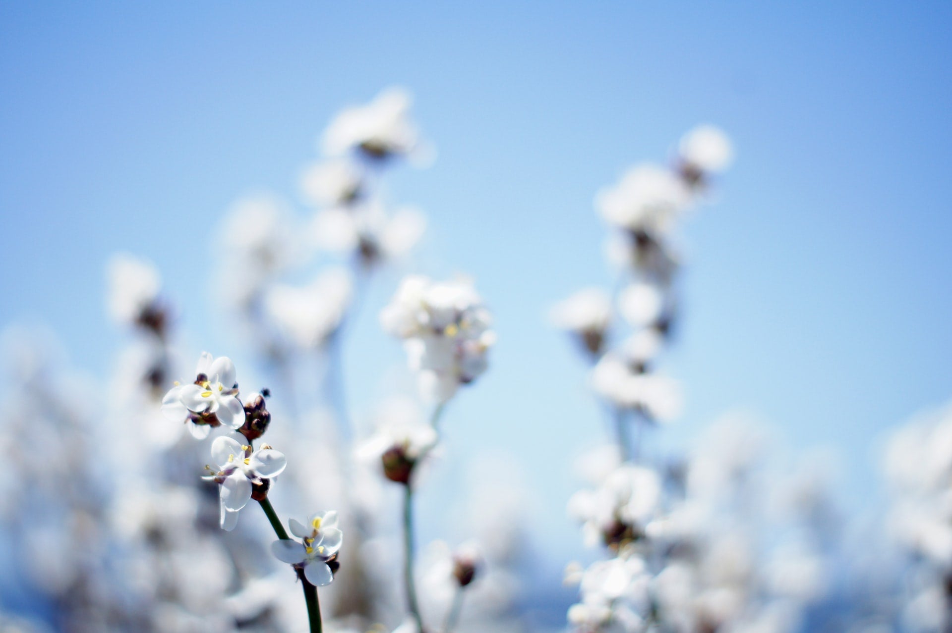 All about the different types of cotton