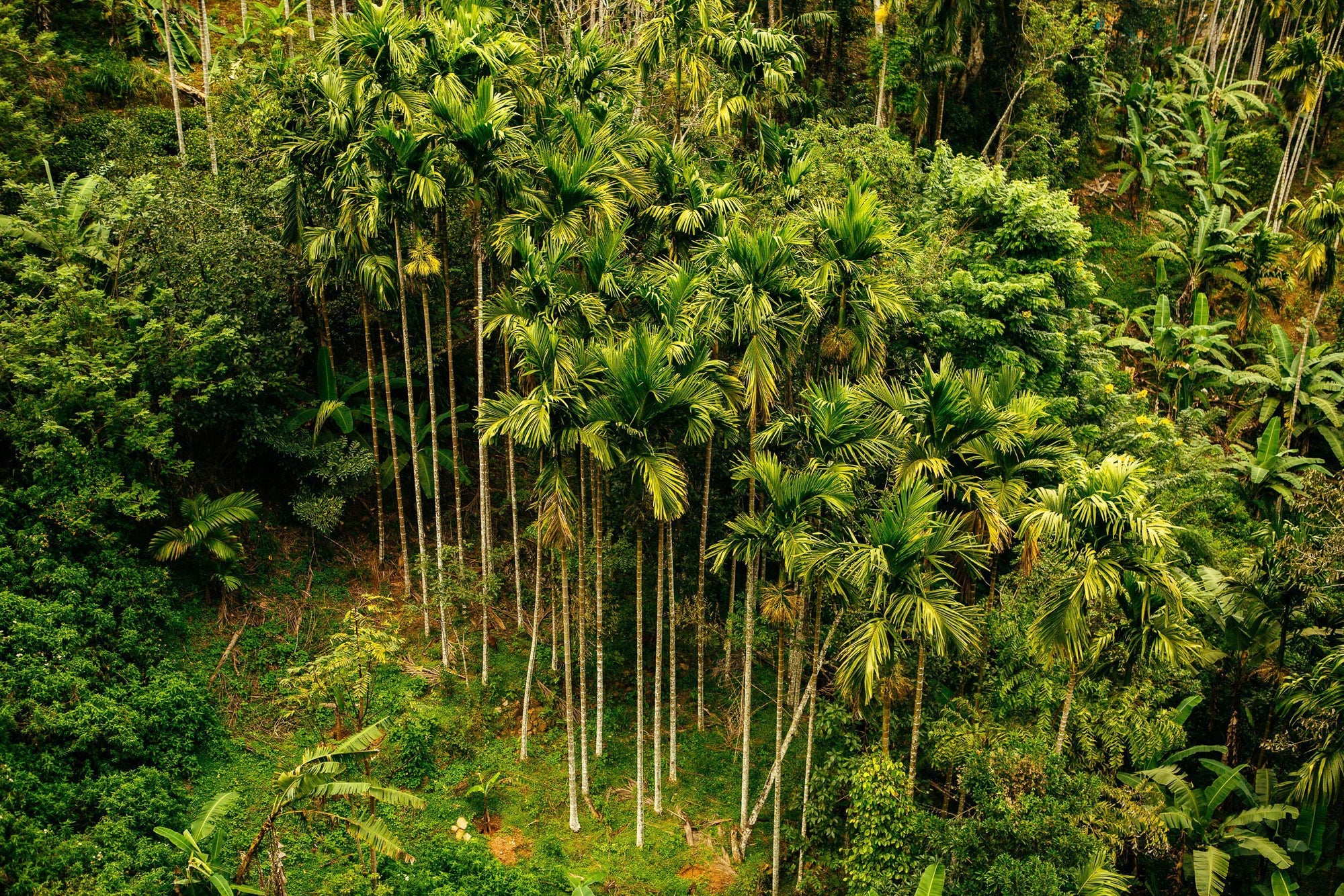 Buy One, Get One Tree