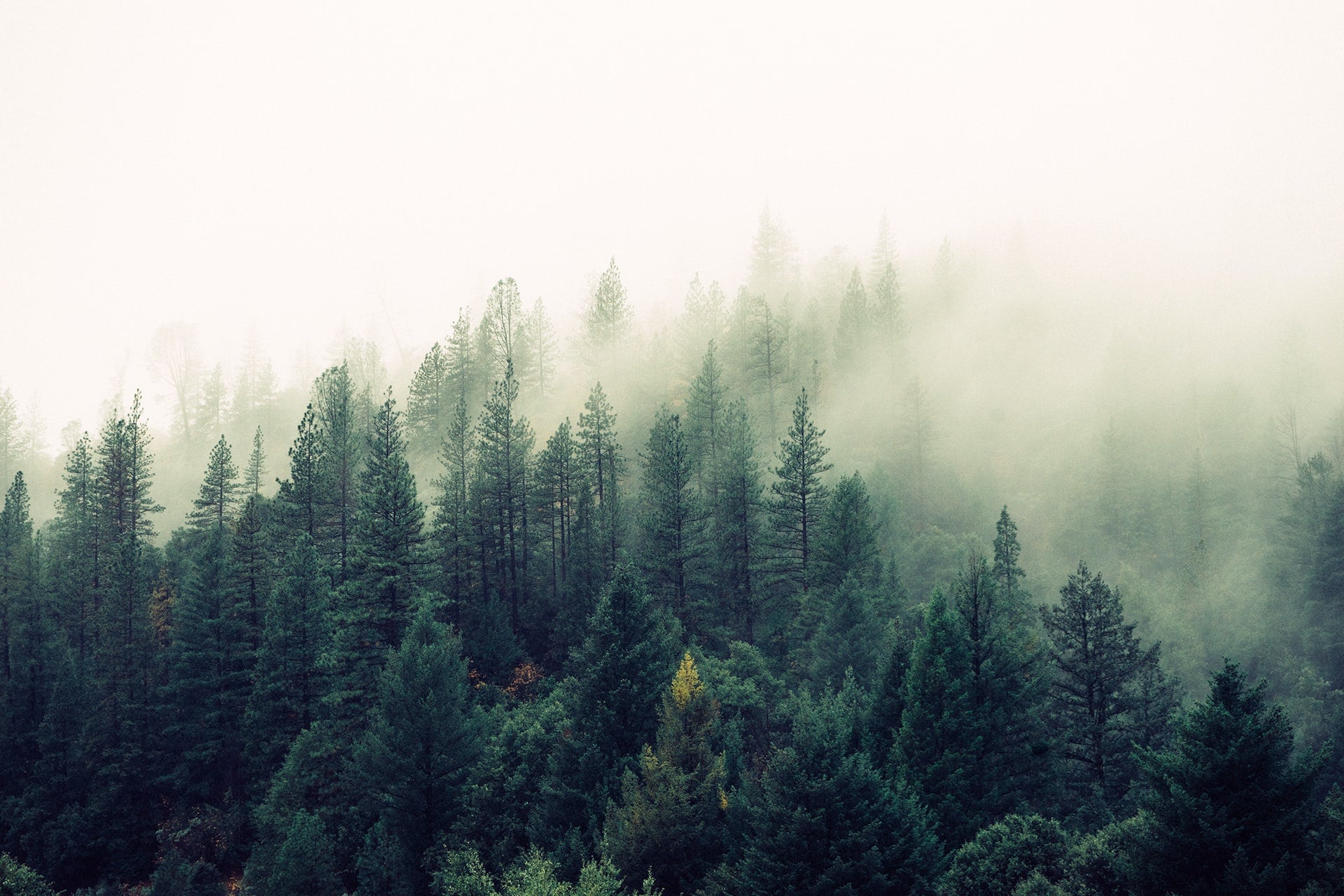Mission: plant a forest