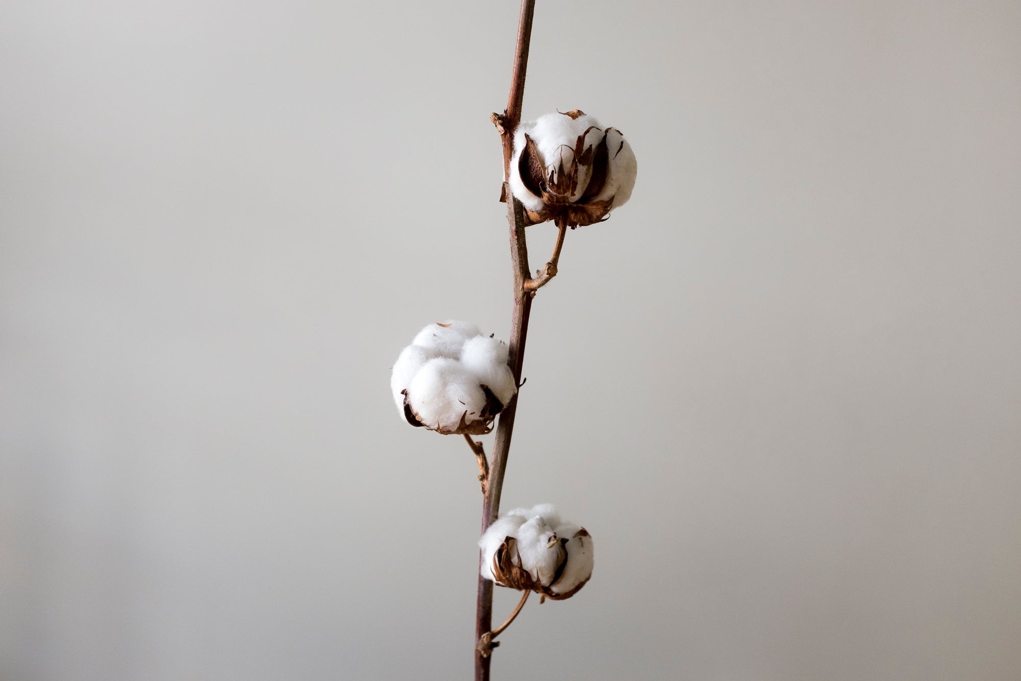 Organic Cotton Certifications - Which Is Best?