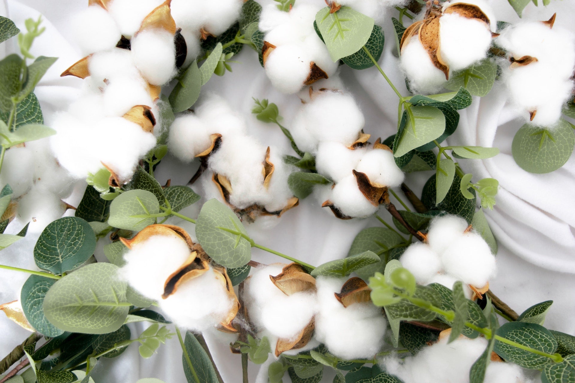 The History of Organic Cotton