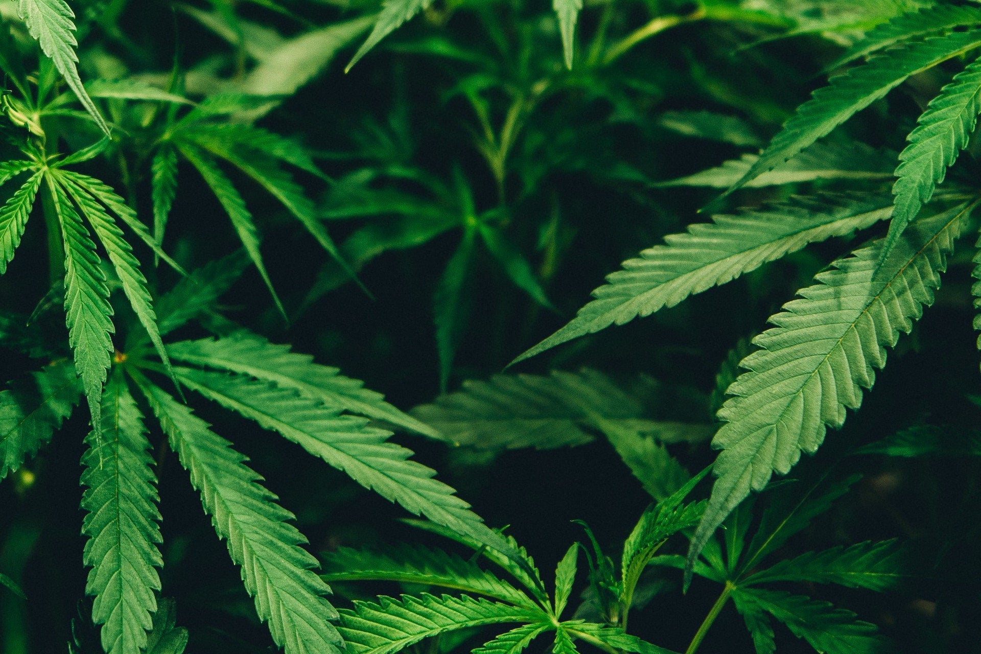 Sustainable Fashion Roundup - August