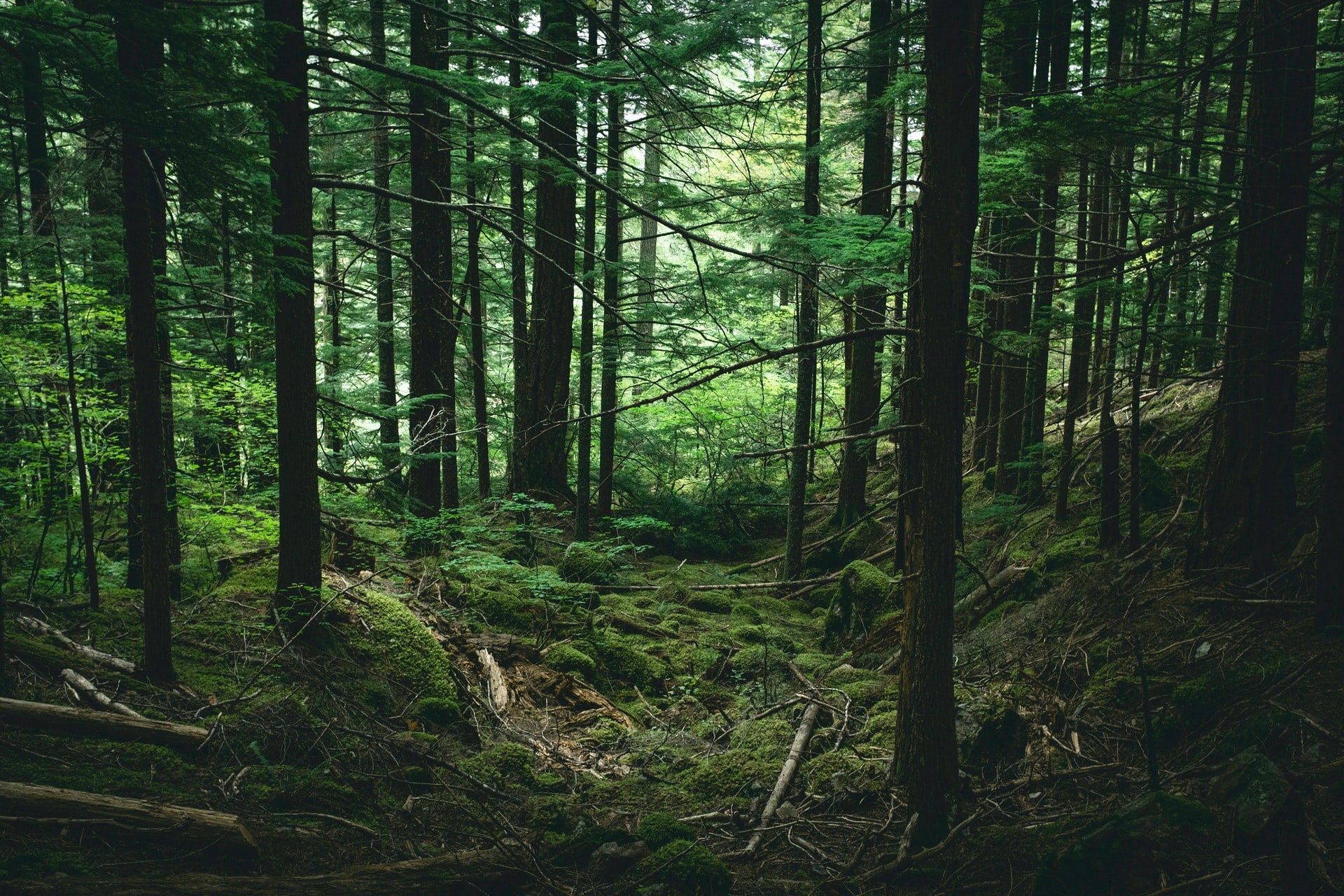 Reforestation vs. Rewilding: what's the difference?