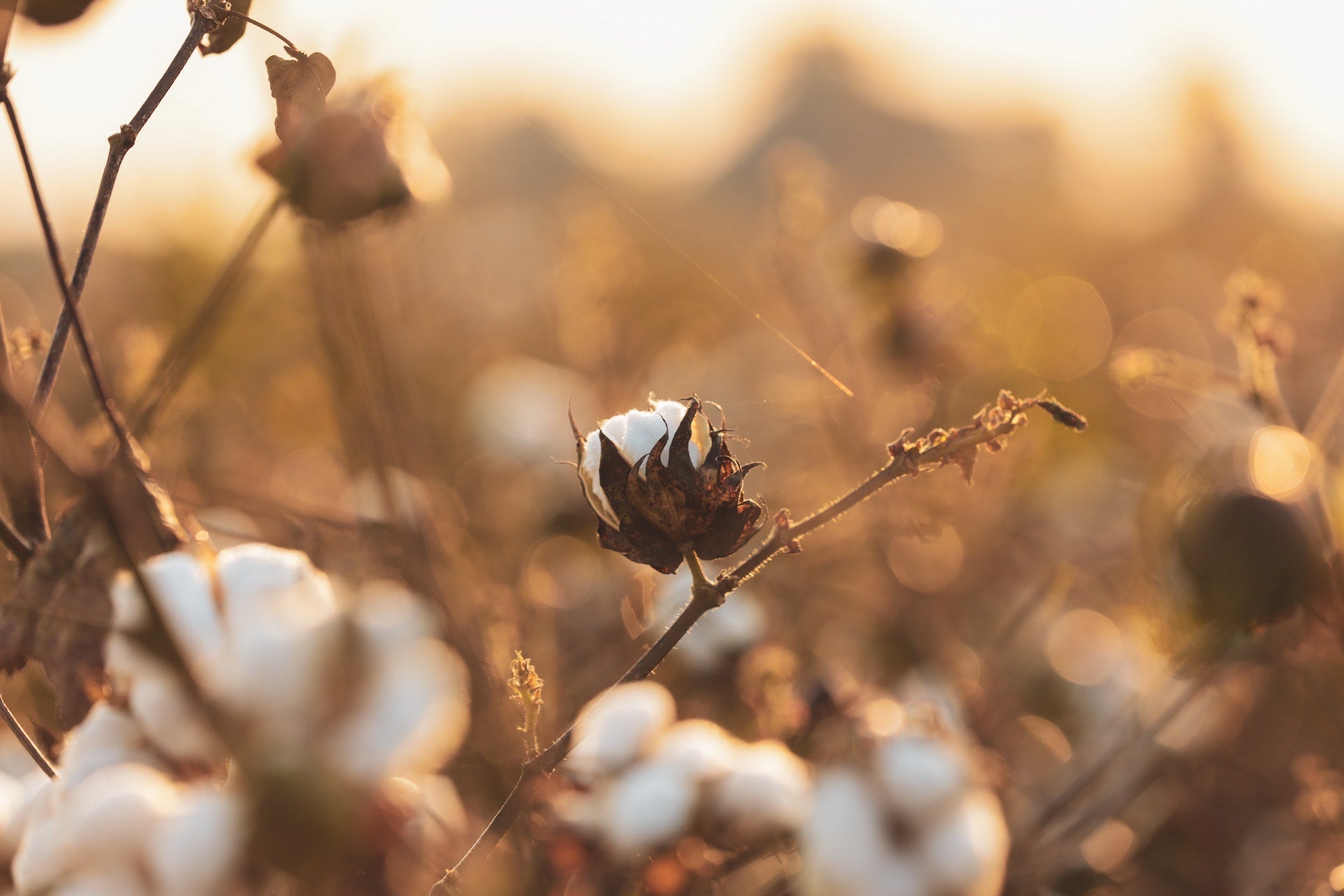 What is GOTS-certified organic cotton?