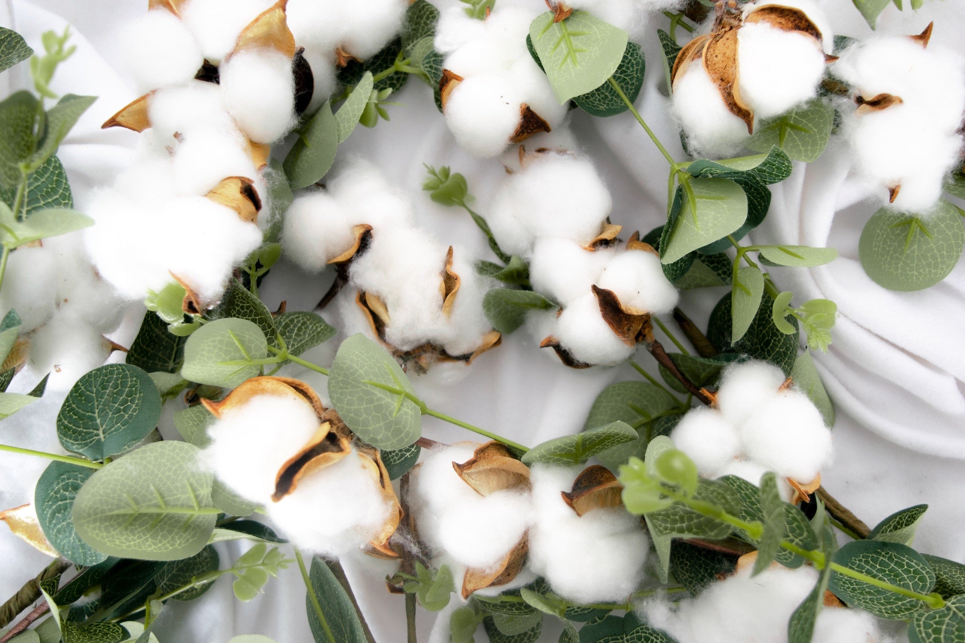 The History of Organic Cotton